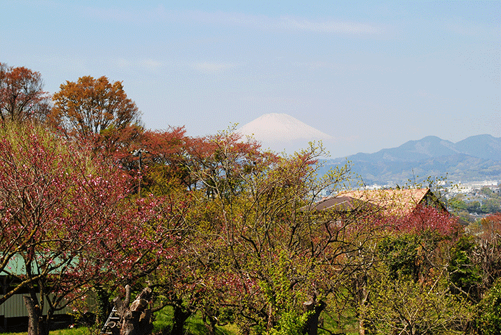 桜の花エキスの産地の風景