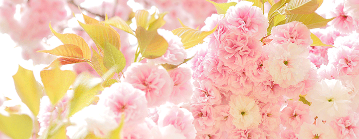 桜の花エキス